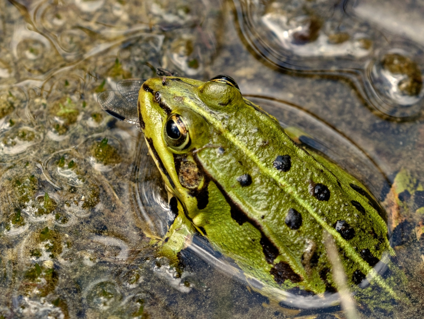 Der Frosch hatte Hunger...