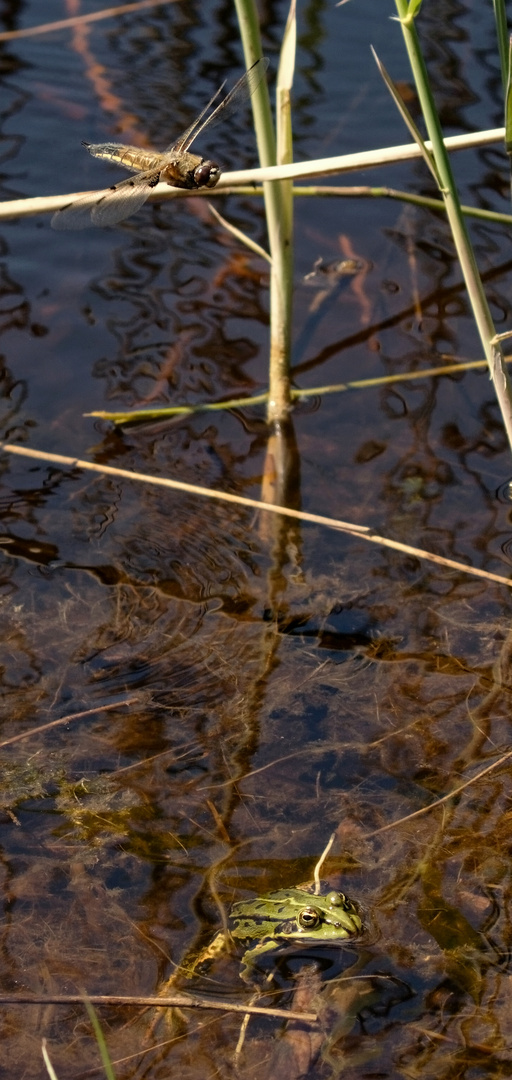 Der Frosch hatte Hunger...