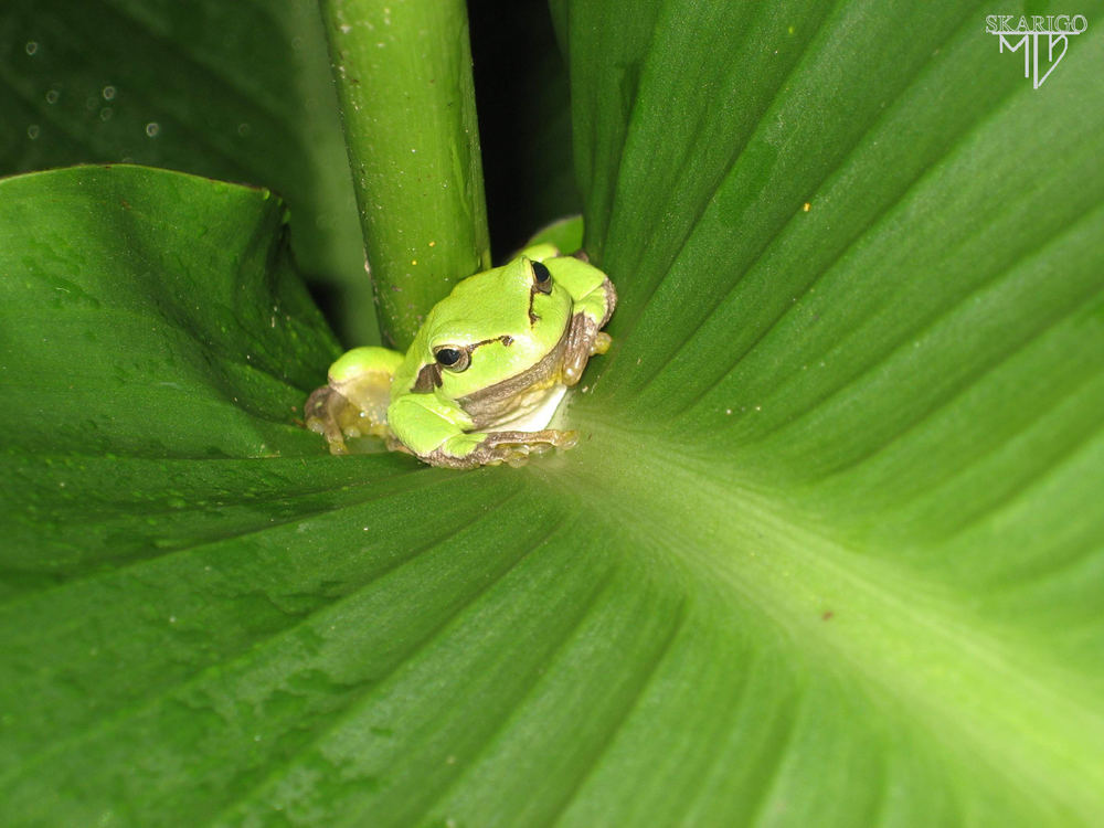 Der Frosch im Blatt :-)