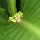 Der Frosch im Blatt :-)