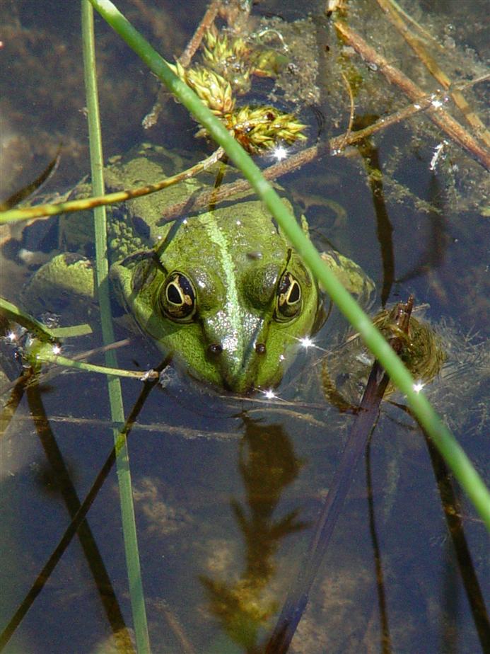 der Frosch im Dorfteich