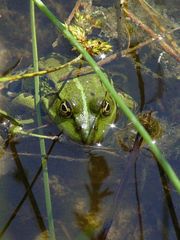 der Frosch im Dorfteich