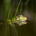 || Der Frosch - Im Froschweiher ||