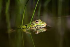 || Der Frosch - Im Froschweiher ||