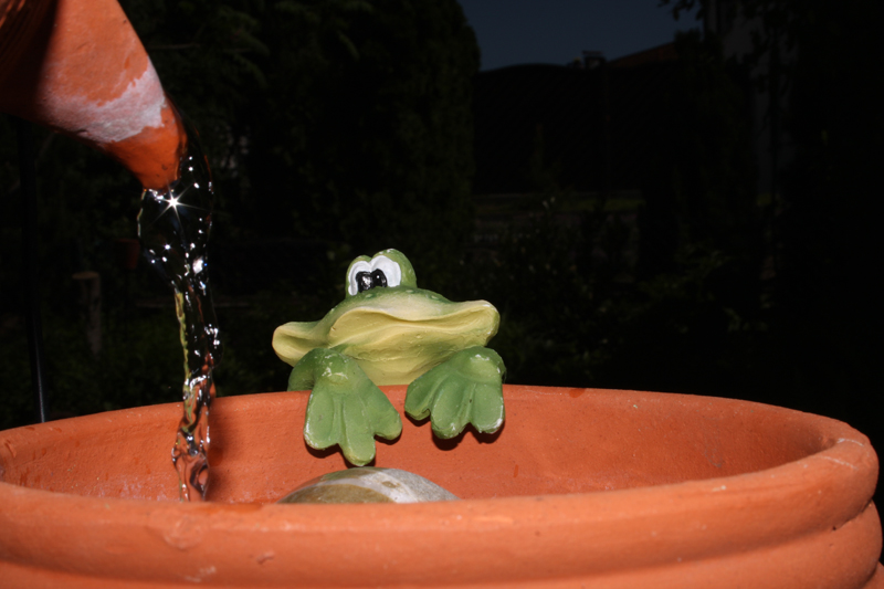 Der Frosch im Garten