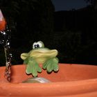 Der Frosch im Garten