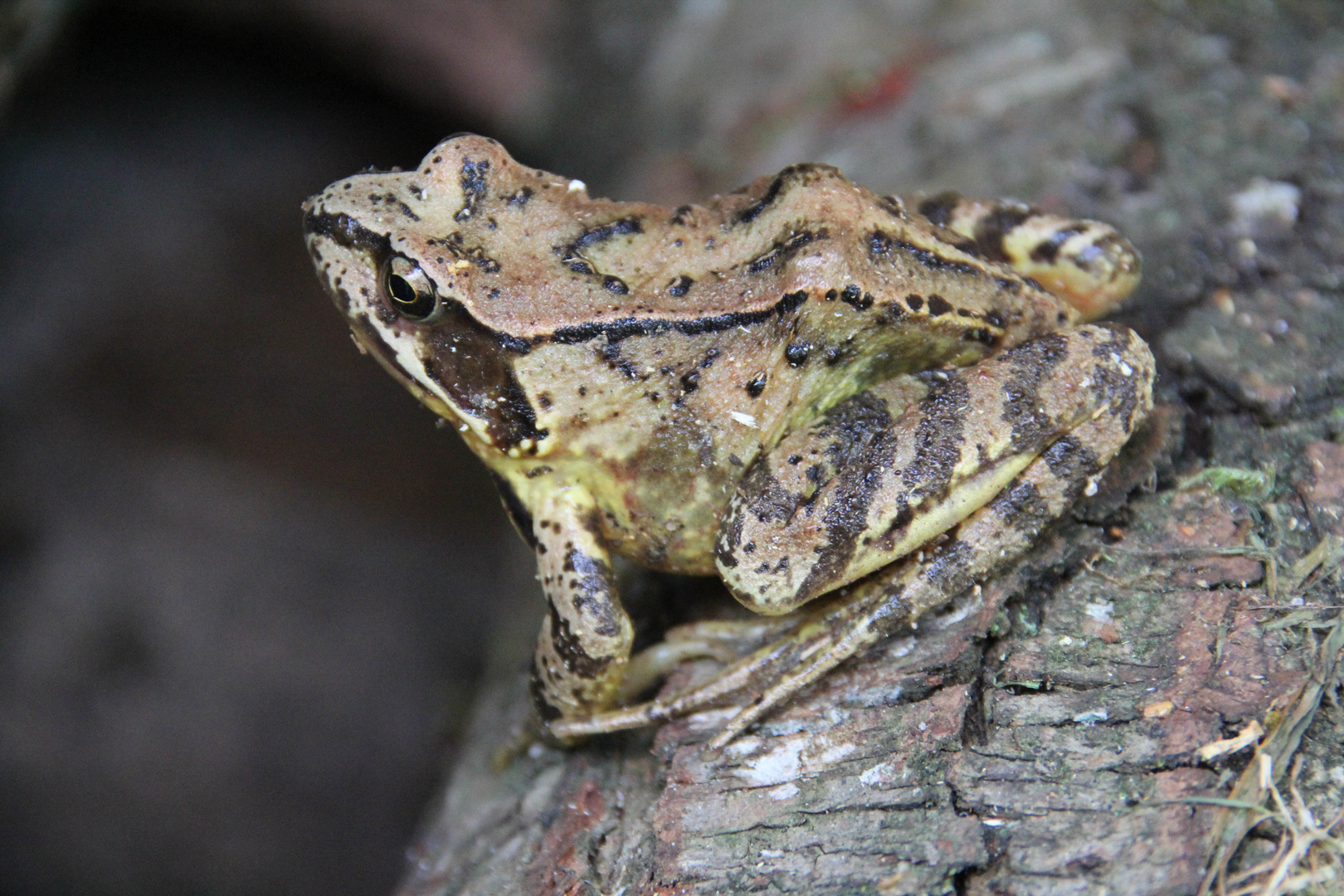 der Frosch im Garten Foto & Bild tiere, natur, wild Bilder auf
