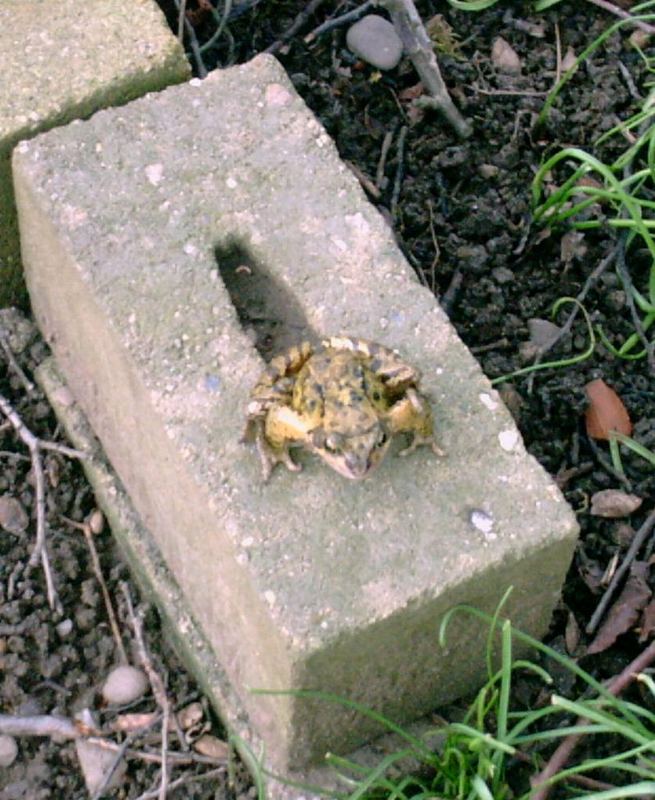 Der Frosch im Garten