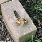 Der Frosch im Garten