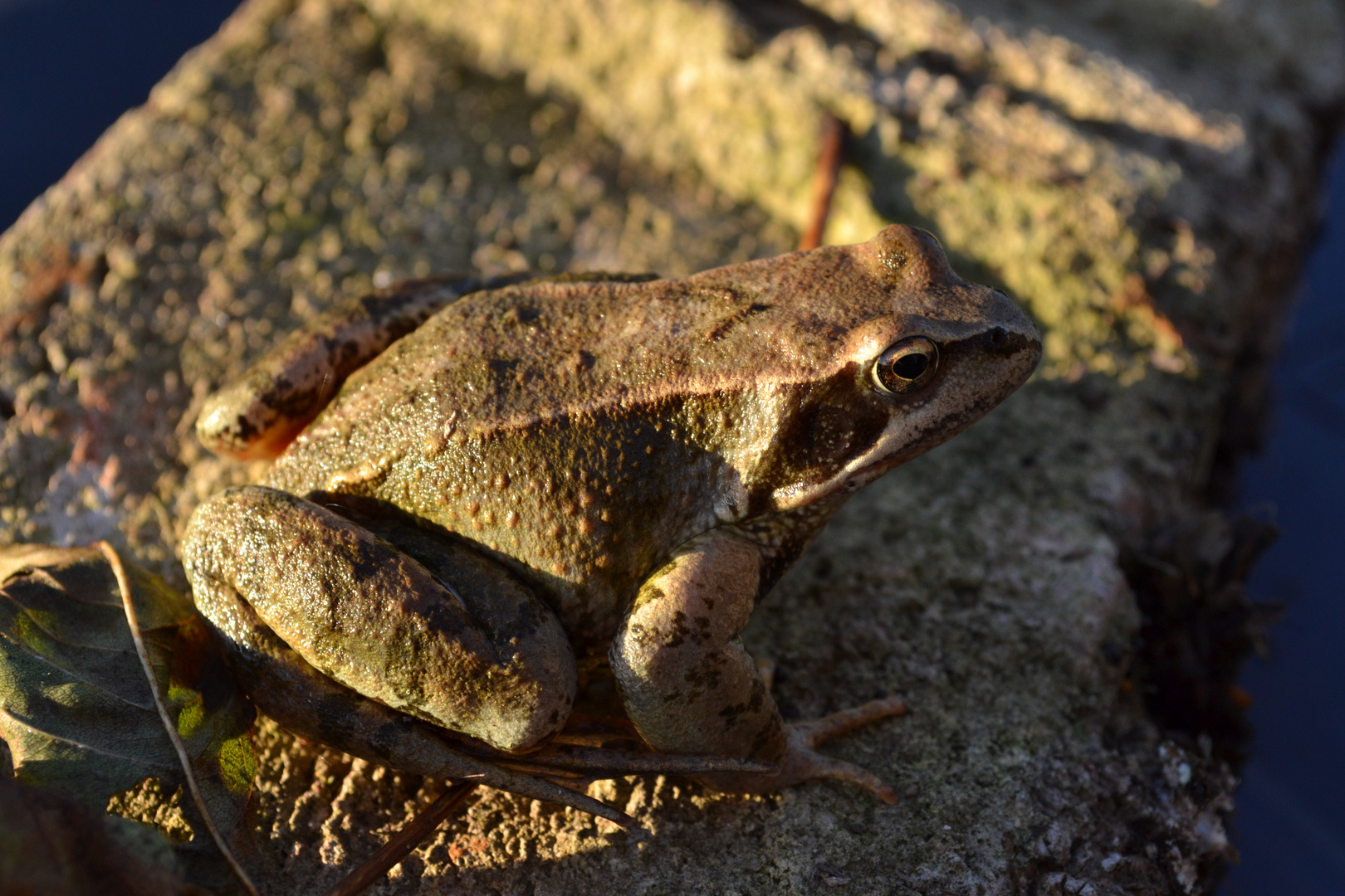 Der Frosch im Garten