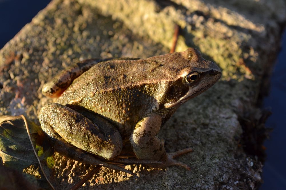 Der Frosch im Garten Foto & Bild tiere, wildlife