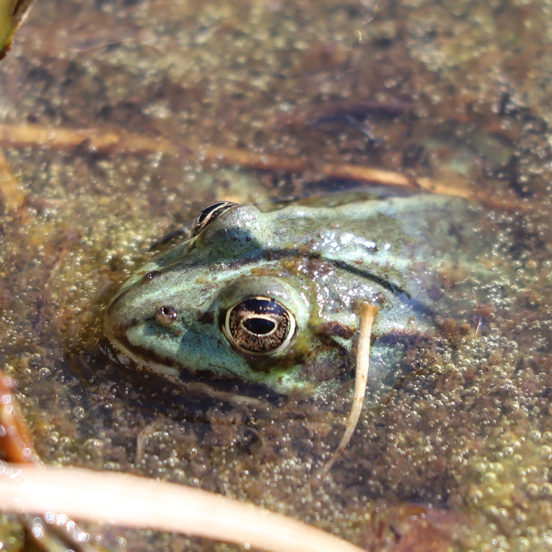 Der Frosch im Gartenteich ...