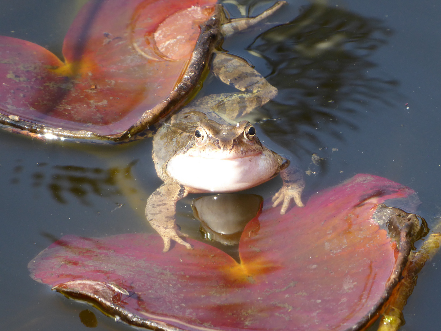 Der Frosch im Gartenteich - leider kein Prinz....