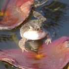 Der Frosch im Gartenteich - leider kein Prinz....