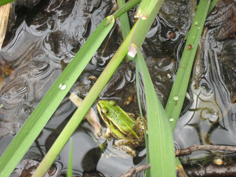 Der Frosch im Grünen