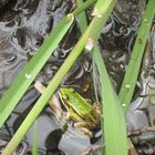 Der Frosch im Grünen