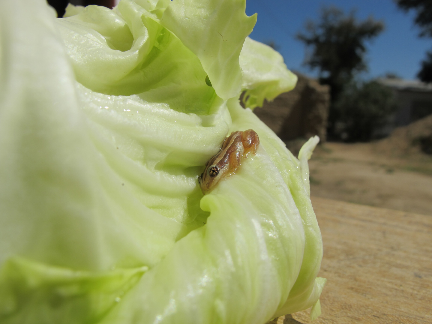 Der Frosch im Kohlkopf