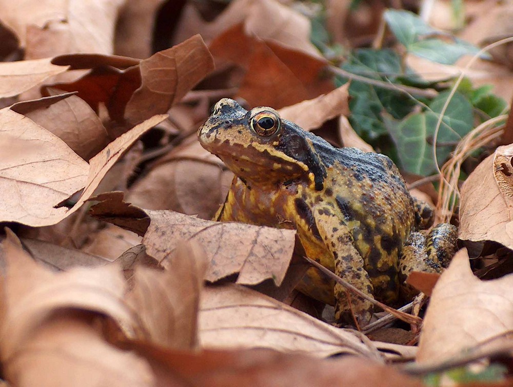 Der Frosch im Laub