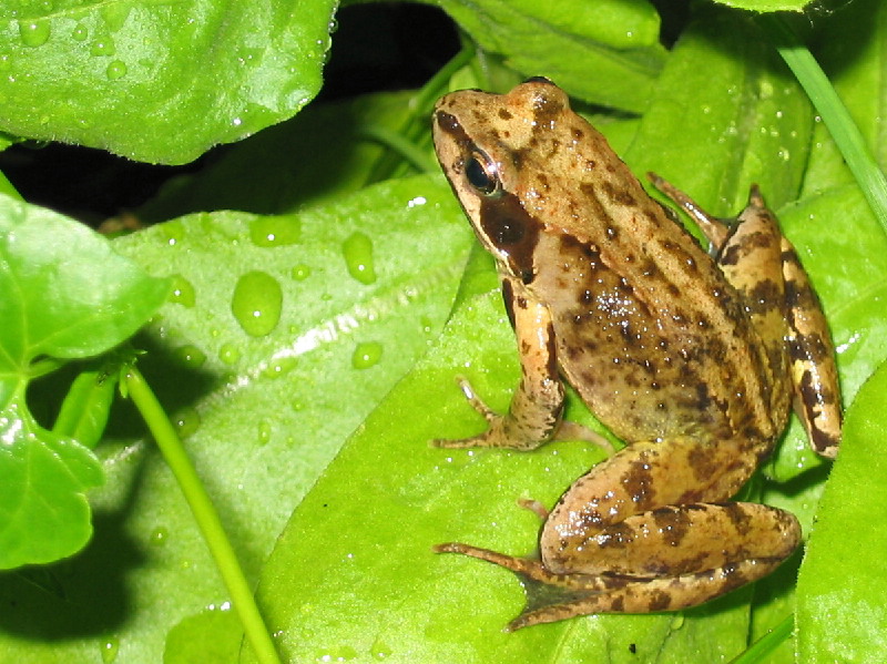 Der Frosch im nassen Laub