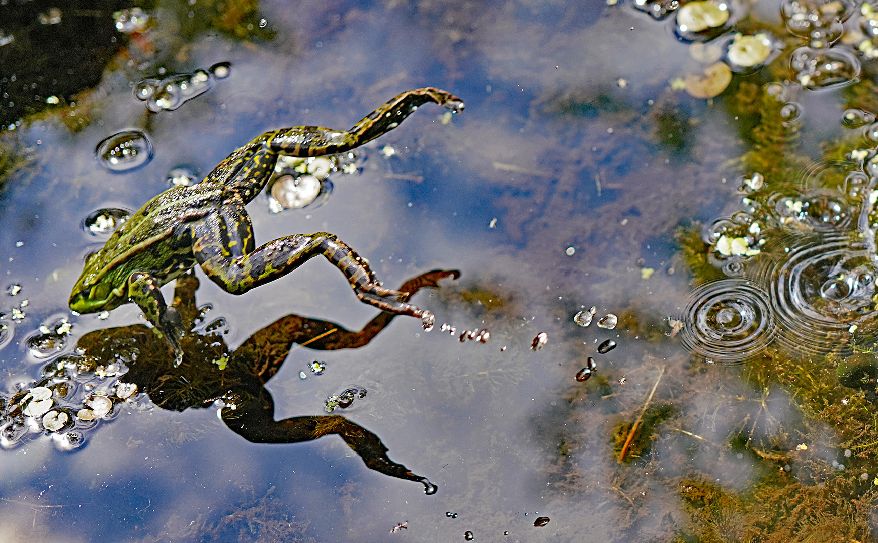 Der Frosch im Spiegel