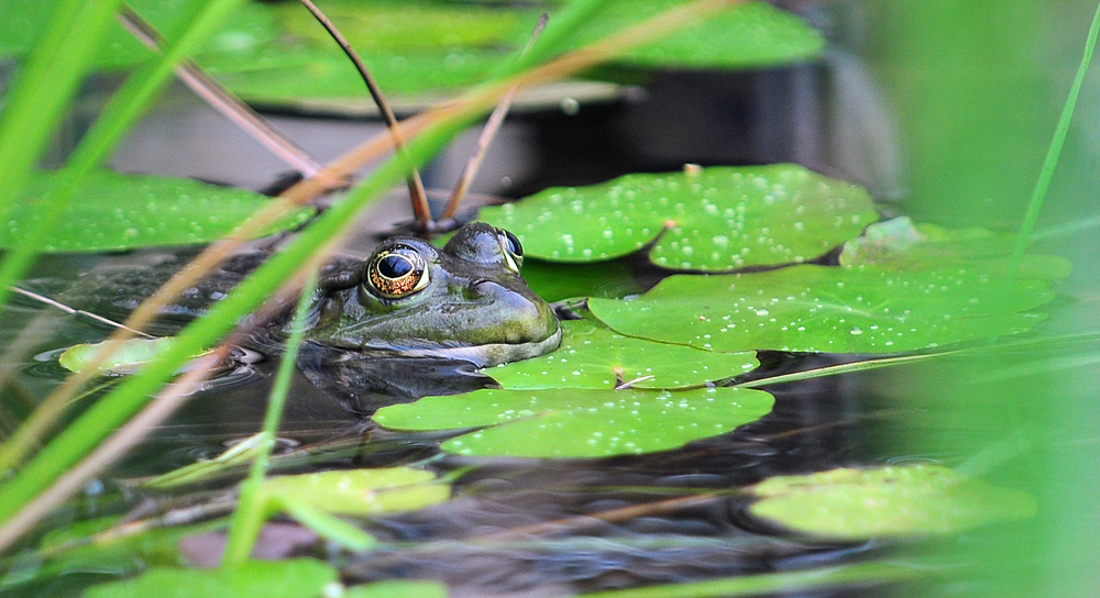 Der Frosch im Teich