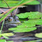 Der Frosch im Teich