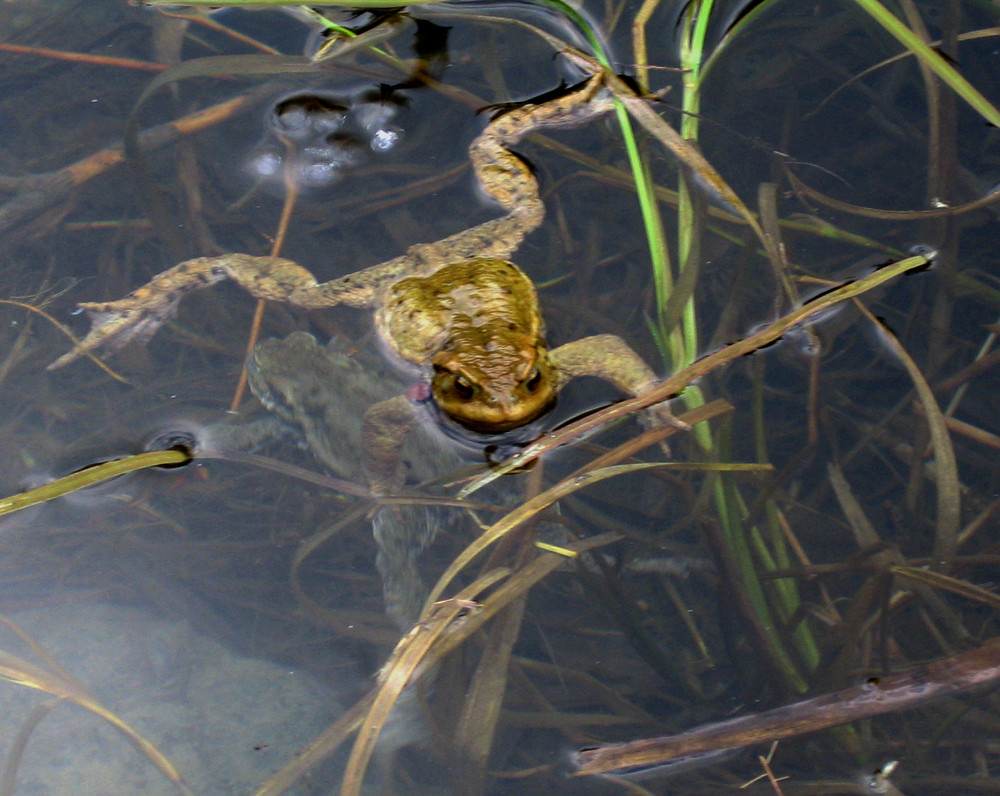 Der Frosch im Teich