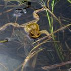 Der Frosch im Teich