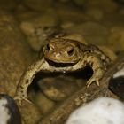 der Frosch im Teich