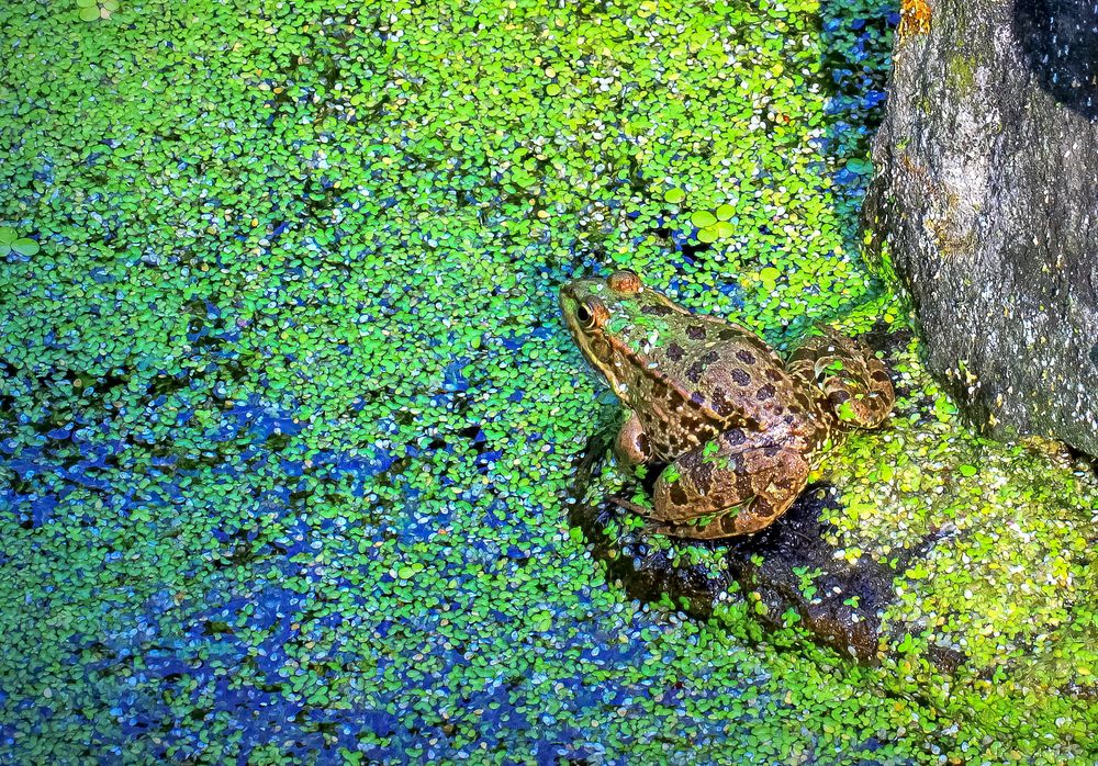 Der Frosch im Teich Foto & Bild art, fun, spezial Bilder auf