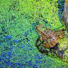 Der Frosch im Teich