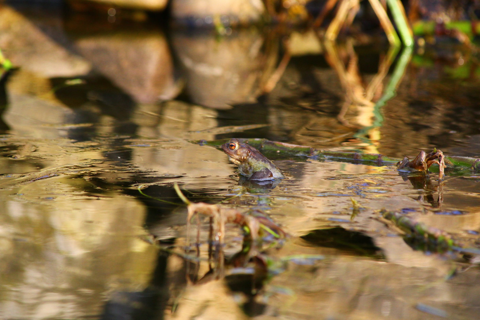 Der Frosch im Teich