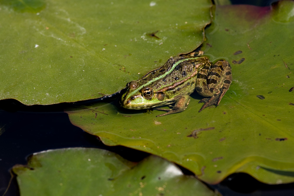 Der Frosch im Teich auf Blatt bei Sonne