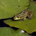 Der Frosch im Teich auf Blatt bei Sonne