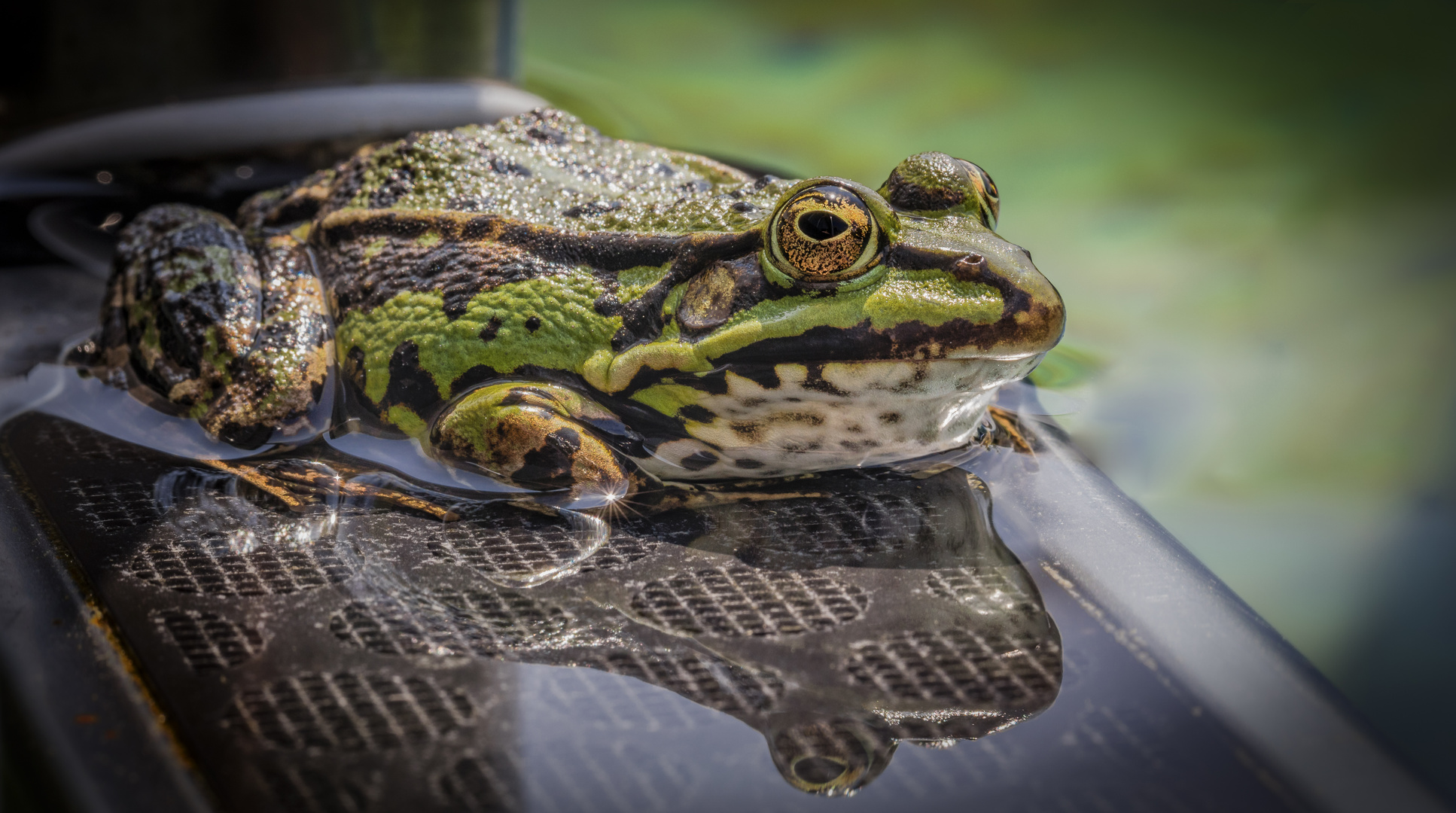 Der Frosch im Teich Foto & Bild wasser, teich, natur Bilder auf