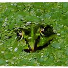 Der Frosch in den Plinsen