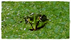 Der Frosch in den Plinsen