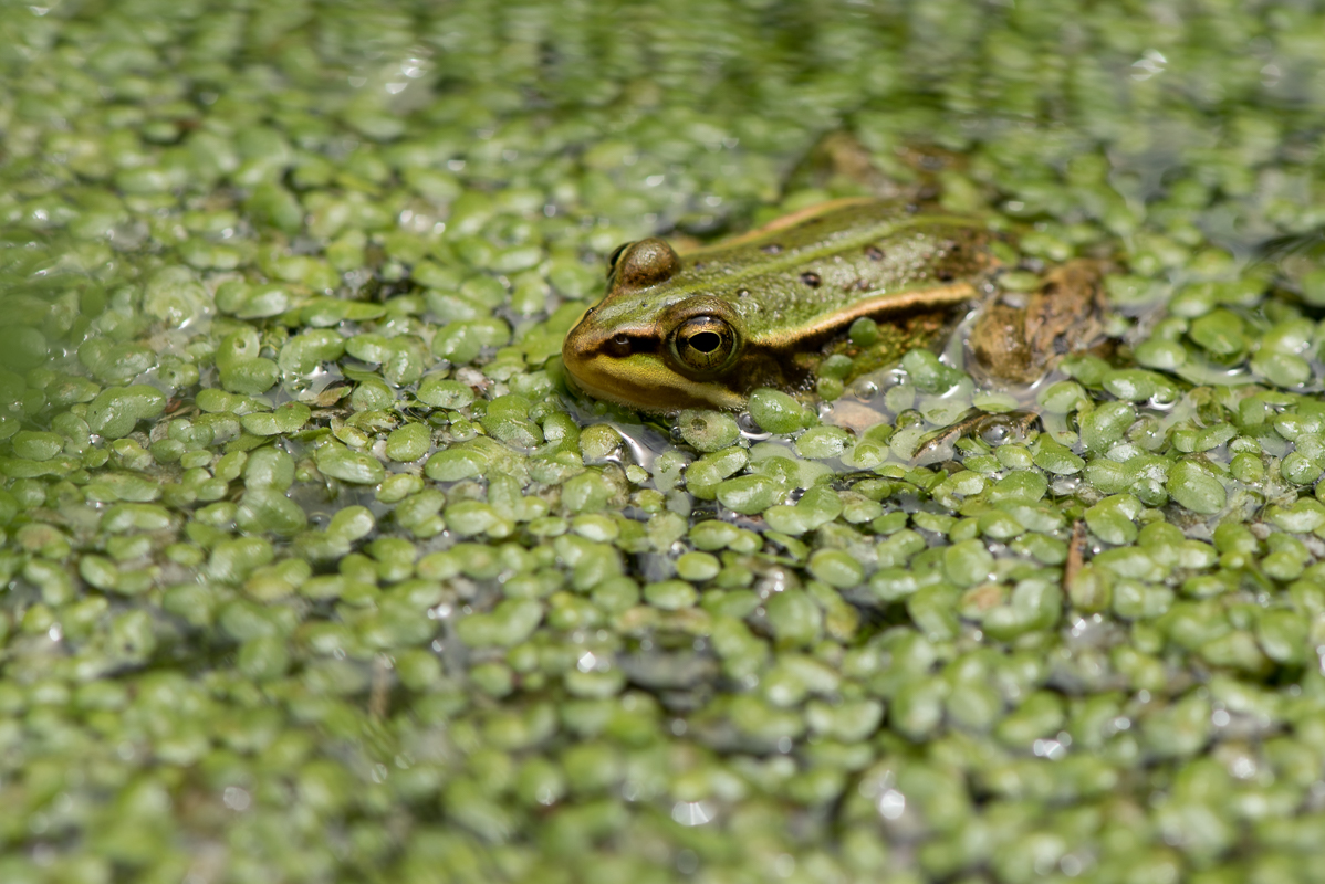 Der Frosch in der Linsensuppe