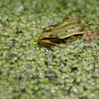 Der Frosch in der Linsensuppe