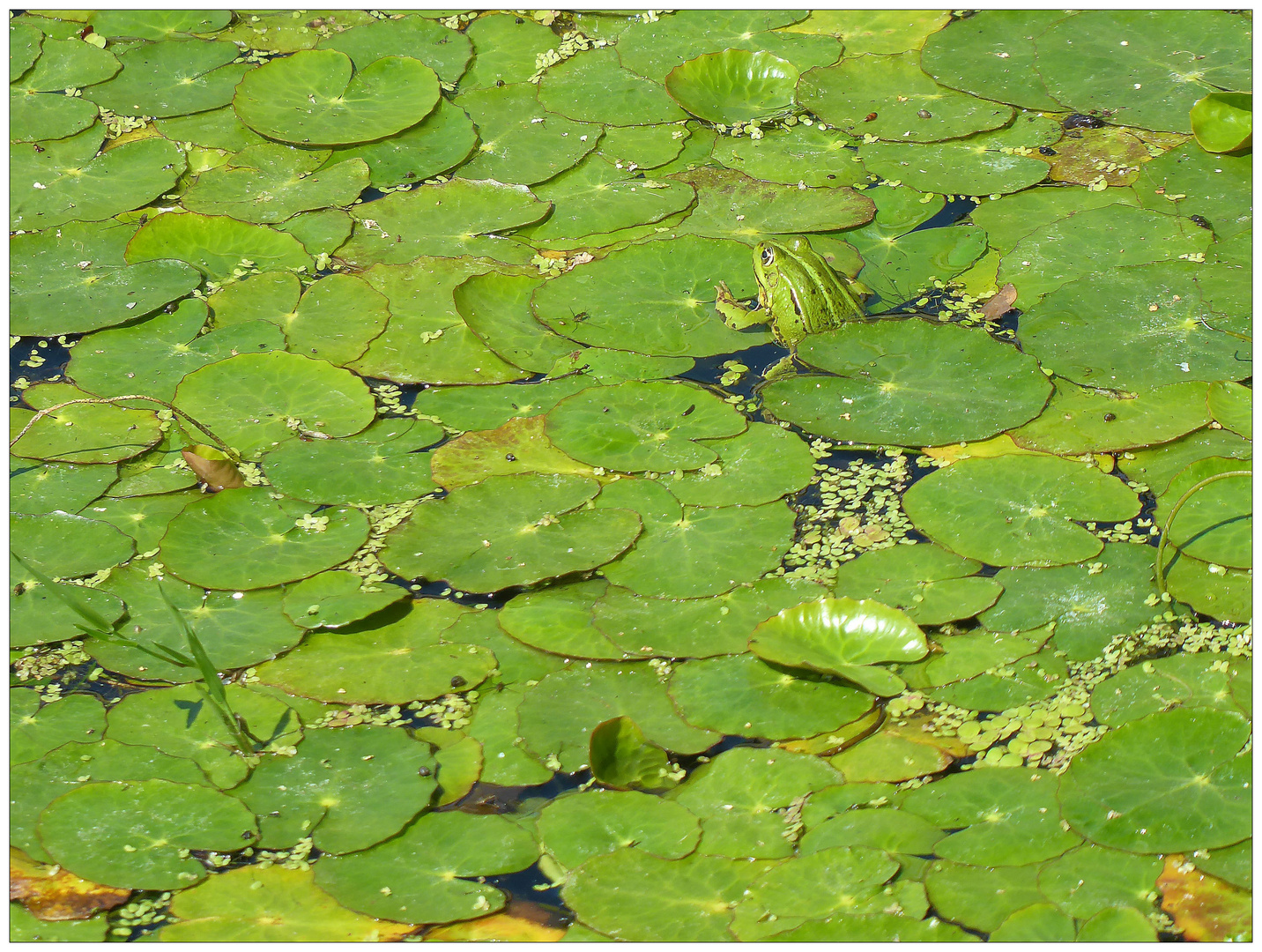 Der Frosch in der Milch