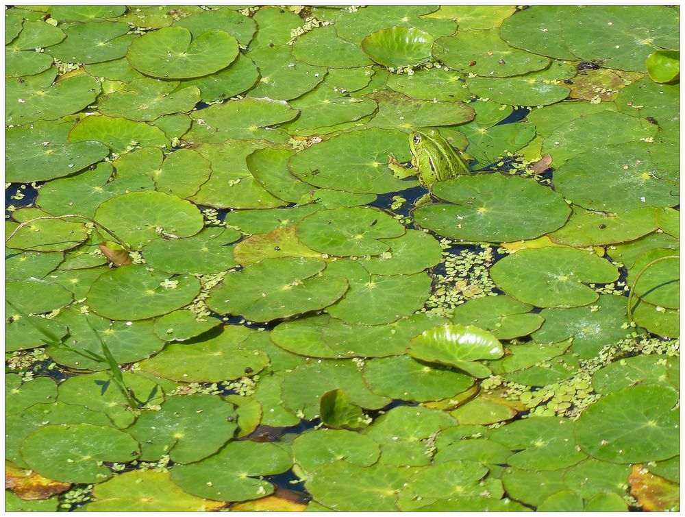 Der Frosch in der Milch Foto & Bild teich, natur, see Bilder auf