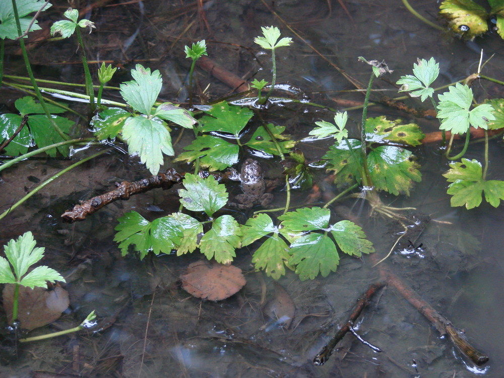 Der Frosch in der Pfütze