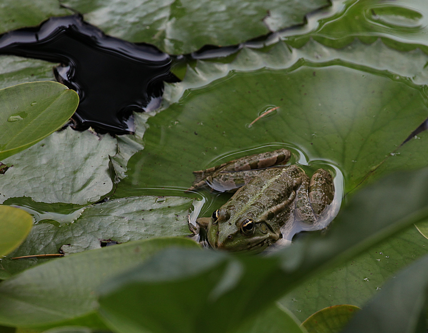 Der Frosch in grün ..