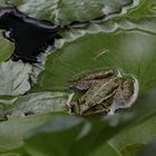 Der Frosch in grün ..