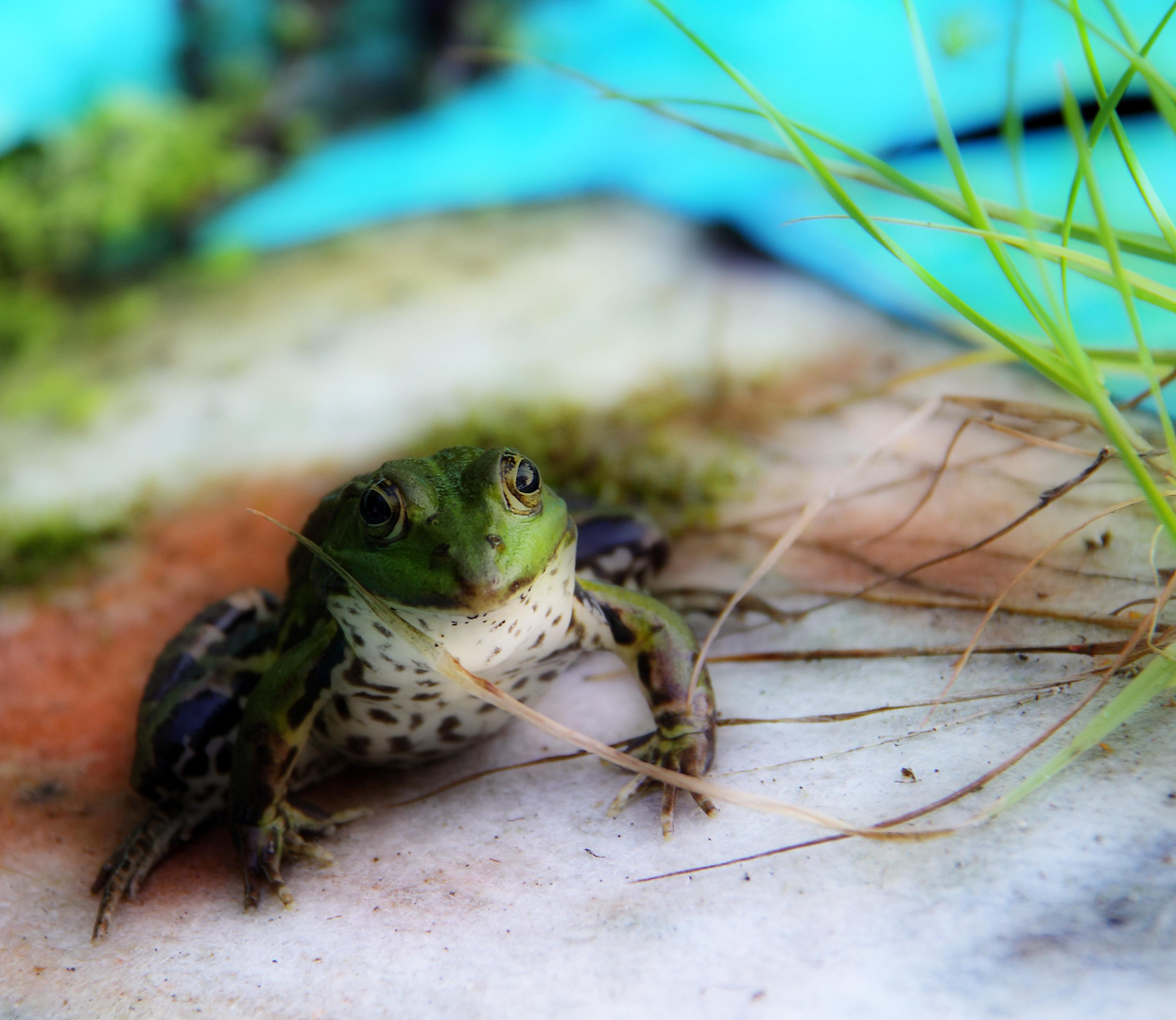 Der Frosch in meinem Teich