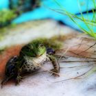 Der Frosch in meinem Teich