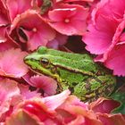 Der Frosch in Nachbars Garten.