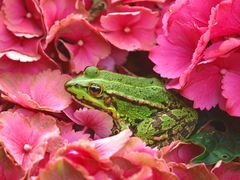 Der Frosch in Nachbars Garten.