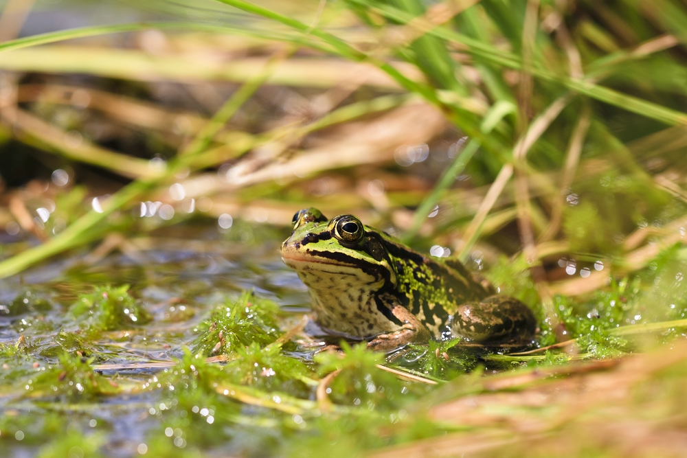 ...der Frosch in seinem Lebensraum...