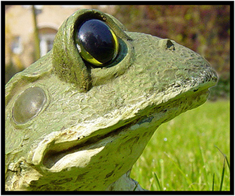 Der Frosch in unserem Garten